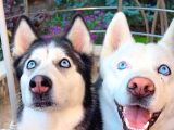 6 Tane Çok Sağlıklı Husky Yavrularımız