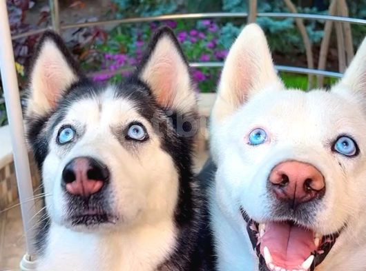6 Tane Çok Sağlıklı Husky Yavrularımız görsel