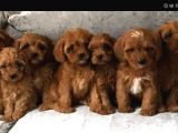 Kahve tonlu mini boy puppy sevimli yavrular MALTİPO CİNSİ 