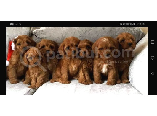 Kahve Tonlu Mini Boy Puppy Sevimli Yavrular Malti̇po Ci̇nsi̇ 