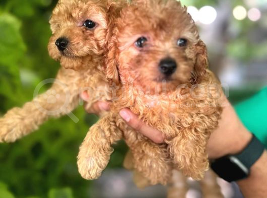 Maltipoo Yavruları Mama Ve Malzeme Kampanyali görsel