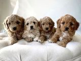 Mini boy puppy kahve tonlu MALTİPO Cinsi Yavrular 