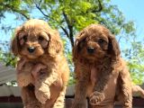 Maltipoo Yavruları Mama Ve Malzeme Kampanyali