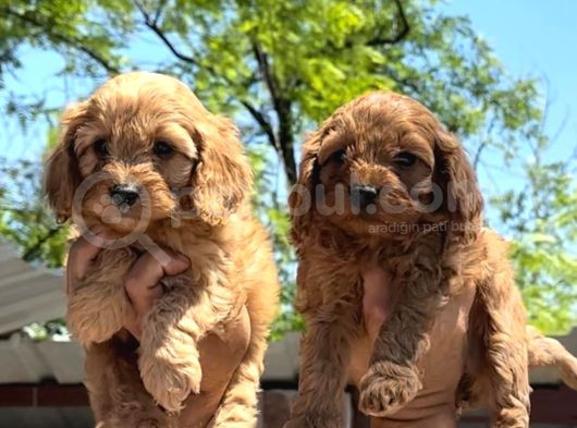 Maltipoo Yavruları Mama Ve Malzeme Kampanyali görsel