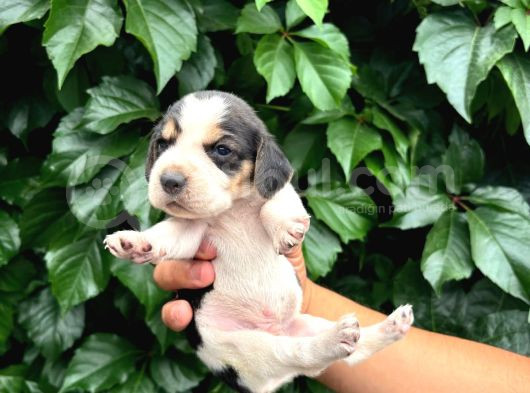 Safkan Anne Ve Babadan Beagle Yavruları görsel