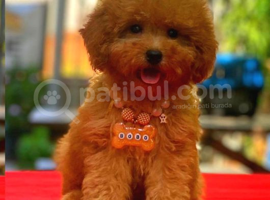 Mini Boy Puppy Kıpkırmızı Red Tooy Poodle 