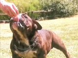 American Bully