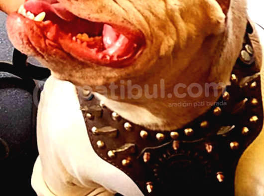 American Bully görsel