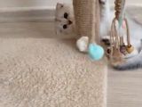 Orjinal Anne Baba Scrli Topaç Kafa Scottish Fold Silver