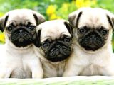 Gül Kuyruk Kisa Pug Yavrular Her Yere Gönderi̇li̇r