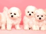 Maltesse terrier cinsi mini Boy Puppy Kar beyaz 
