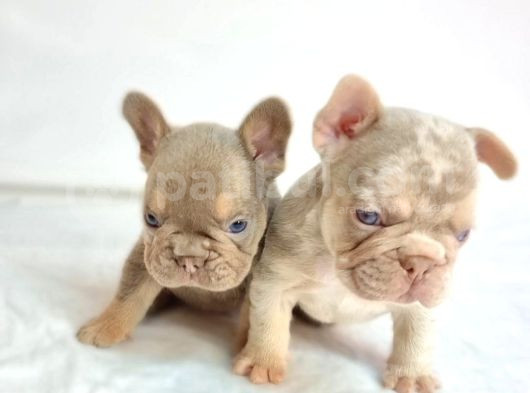 Özel Renk Ve Dna Da French Bulldoglar görsel