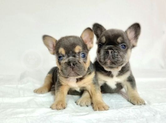Özel Renk Ve Dna Da French Bulldoglar görsel