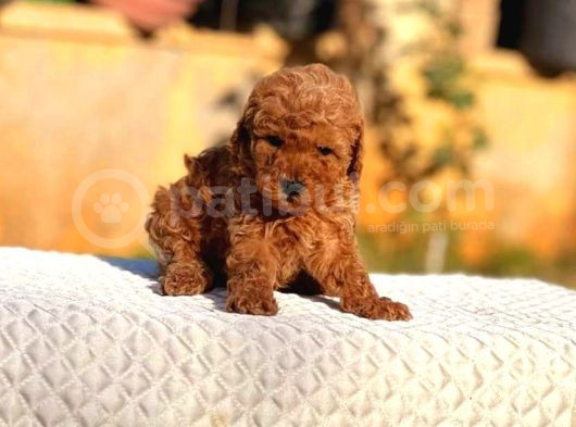 Tooy Poodle Cinsi Kıpkırmızı Red Mini Boy 