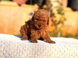 Tooy Poodle Cinsi Kıpkırmızı Red Mini Boy 