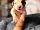 Güç Ve Ayrıcalık Isteyene American Bulldog Yavrularımız