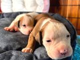 Güç Ve Ayrıcalık Isteyene American Bulldog Yavrularımız