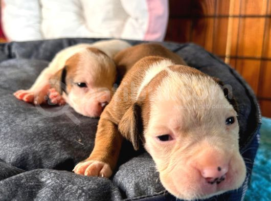 Güç Ve Ayrıcalık Isteyene American Bulldog Yavrularımız görsel