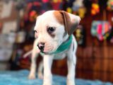 En Güçlü Bekçi Köpeği A Secereli Amerikan Bulldog