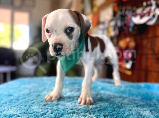 En Güçlü Bekçi Köpeği A Secereli Amerikan Bulldog
