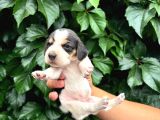 Safkan anne ve babadan beagle yavruları