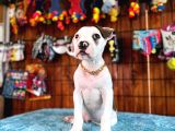 En Güçlü Bekçi Köpeği A Secereli Amerikan Bulldog