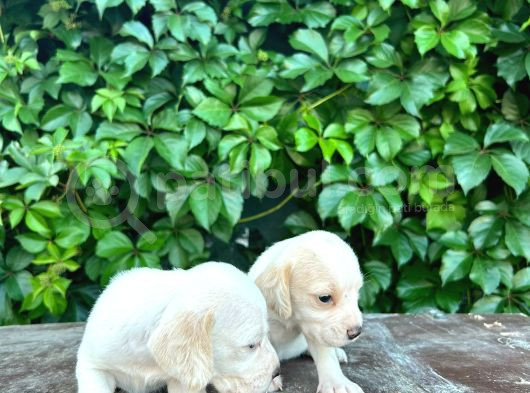 Safkan Anne Ve Babadan Beagle Yavruları görsel