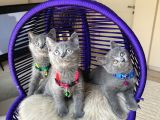 British Shorthair Blue Dişi Erkek Yavrular