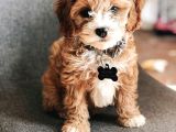 Kahve tonlu mini boy puppy sevimli yavrular MALTİPO CİNSİ 