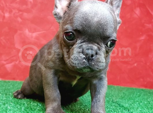 Muhteşem Güzellikte French Bulldog Blue Erkek Yavrumuz