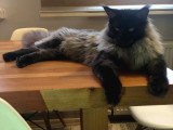 SHOW CLASS Safkan Aslan yeleli Blacksmoke Mainecoon
