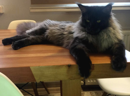 Show Class Safkan Aslan Yeleli Blacksmoke Mainecoon