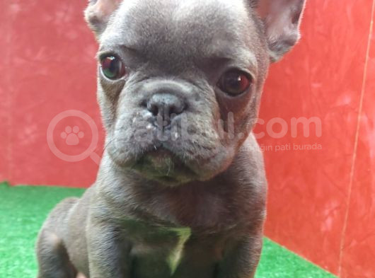 Muhteşem Güzellikte French Bulldog Blue Erkek Yavrumuz görsel