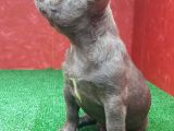 Muhteşem Güzellikte French Bulldog Blue Erkek Yavrumuz