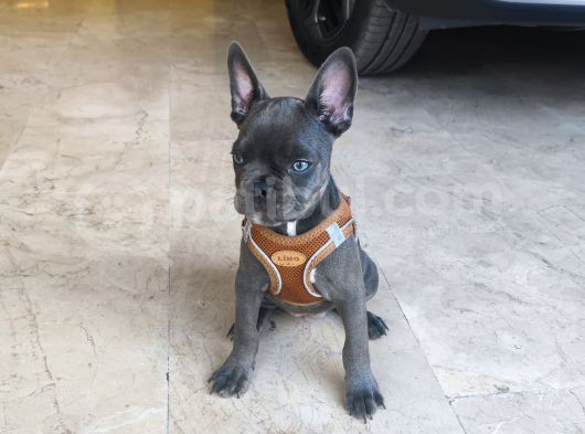 French Buldog 2 Aylik Di̇şi̇ görsel