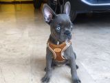 FRENCH BULDOG 2 AYLIK DİŞİ