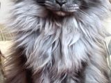 Show Class Safkan Aslan Yeleli Blacksmoke Mainecoon