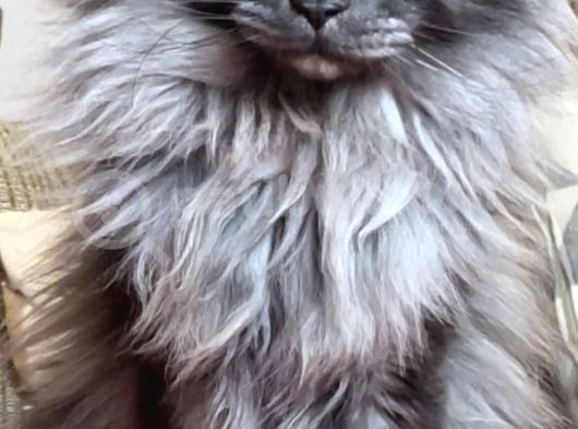 Show Class Safkan Aslan Yeleli Blacksmoke Mainecoon görsel