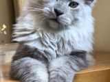 Show Class Safkan Aslan Yeleli Blacksmoke Mainecoon