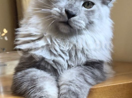 Show Class Safkan Aslan Yeleli Blacksmoke Mainecoon görsel