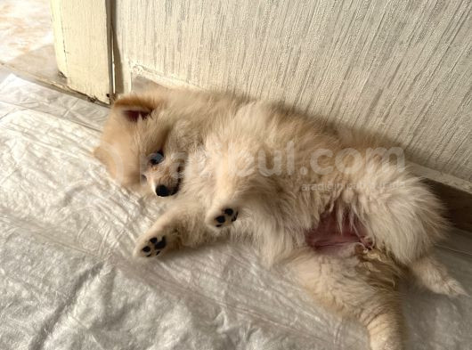 Yavru Köpek Şanss görsel