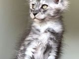 Show Class Safkan Aslan Yeleli Blacksmoke Mainecoon