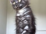Show Class Safkan Aslan Yeleli Blacksmoke Mainecoon