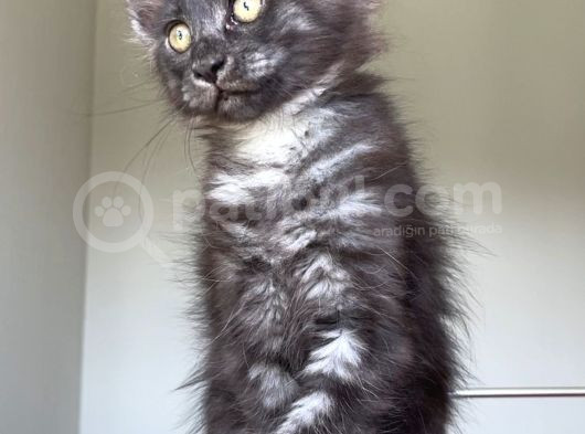 Show Class Safkan Aslan Yeleli Blacksmoke Mainecoon görsel