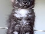Show Class Safkan Aslan Yeleli Blacksmoke Mainecoon