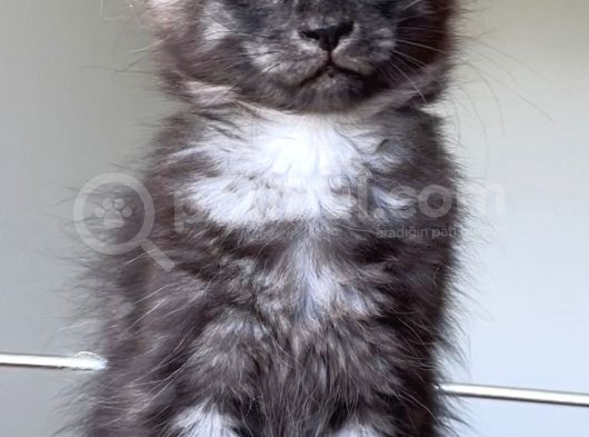 Show Class Safkan Aslan Yeleli Blacksmoke Mainecoon görsel