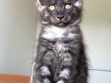 Show Class Safkan Aslan Yeleli Blacksmoke Mainecoon
