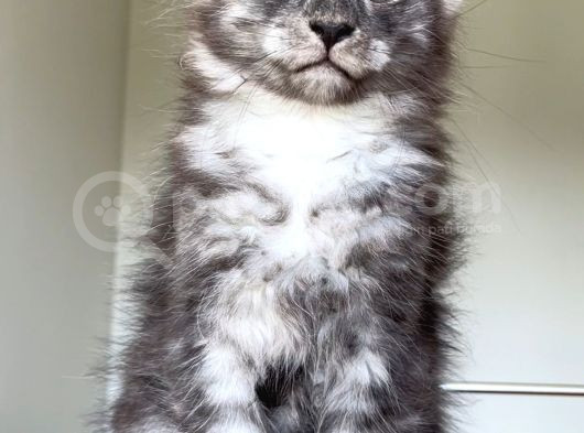 Show Class Safkan Aslan Yeleli Blacksmoke Mainecoon görsel