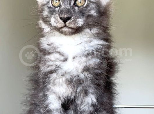 Show Class Safkan Aslan Yeleli Blacksmoke Mainecoon görsel