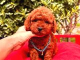 Tooy poodle cinsi kıpkırmızı Red mini Boy 